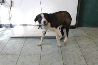 Spaz | Border Collie | Dog