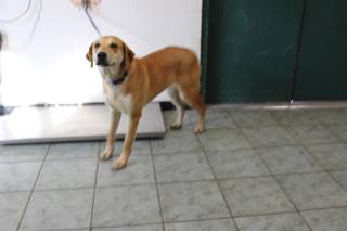 Sweet Potato | Labrador Retriever | Dog