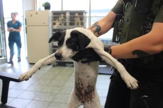 Maybelline | Terrier | Dog