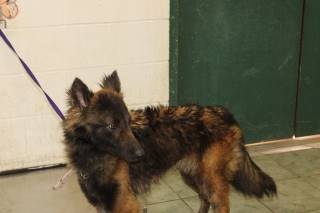 Amber | Shepherd | Dog