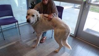 PRINCE, a Great Pyrenees