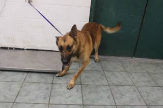 Zuko | German Shepherd | Dog  