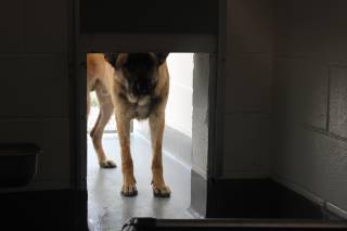 Gar | German Shepherd | Dog  
