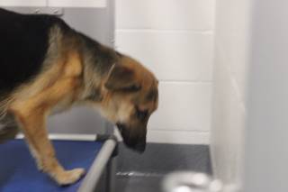George | German Shepherd | Dog  