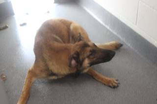 Sammy | German Shepherd | Dog