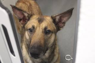 Moxy | German Shepherd | Dog  