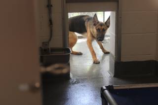 Shelly | German Shepherd | Dog  