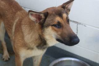 Chanel | German Shepherd | Dog