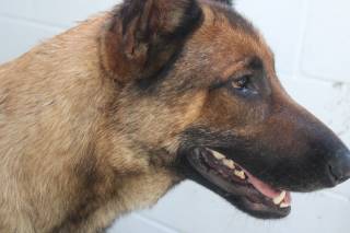 Cocoa | German Shepherd | Dog  