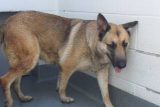 Electra | German Shepherd | Dog  