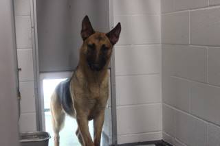 Sally | German Shepherd | Dog  