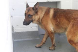 Simon | German Shepherd | Dog