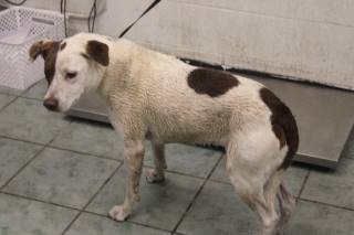 Manu | Australian Cattle Dog | Dog