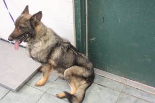 Honey | German Shepherd | Dog