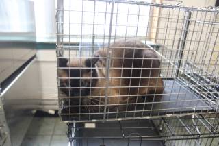 Pyewacket Animal Animal Shelter :: PYEWACKET-RTO (Case # 114997)