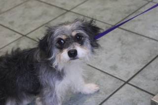 Wilma | Terrier | Dog