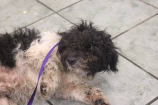 Marty | Terrier | Dog