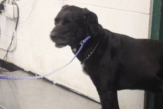 Cruze | Labrador Retriever | Dog