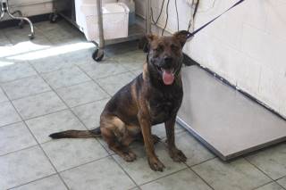 Rhett | Shepherd | Dog  