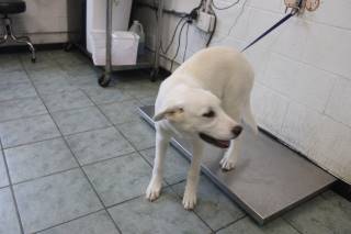Triss | Great Pyrenees | Dog  