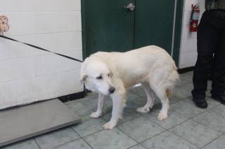 Deshanna | Great Pyrenees | Dog  