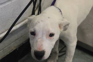 CELINE, a Pit Bull