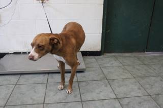 Flynn | Pit Bull | Dog  