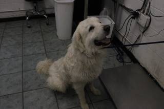 Hopps | Great Pyrenees | Dog  