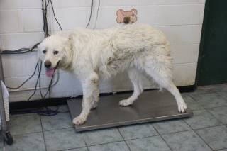 Lucas | Great Pyrenees | Dog  
