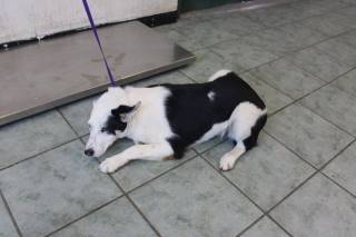 BABETTE, a Border Collie