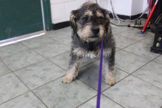 Crash | Terrier | Dog  