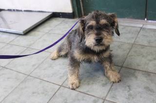 Mattel | Terrier | Dog  