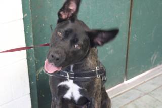 Rex | Pit Bull | Dog  