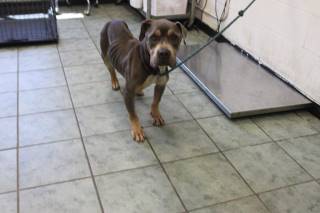 BETSY, a Pit Bull