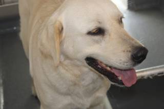 ROXIE, a Labrador Retriever