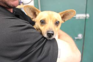 CUBBY, a Chihuahua