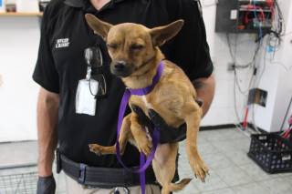 DILLEY, a Chihuahua