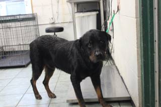 GAMBIT, a Rottweiler