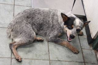 JACK, a Australian Cattle Dog