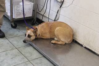 DOS, a Australian Cattle Dog