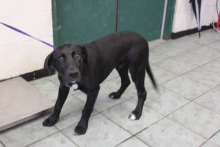 RODEO, a Labrador Retriever