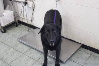 SHADOW, a Labrador Retriever
