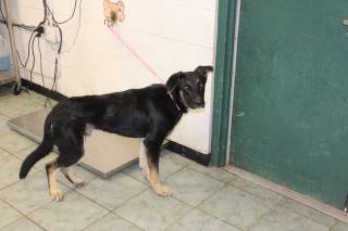 KLAUS, a Shepherd