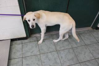 GEMINI, a Labrador Retriever