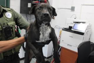 JAY, a Labrador Retriever