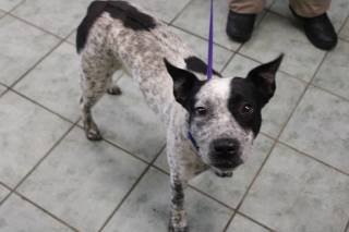 DORIAN, a Australian Cattle Dog