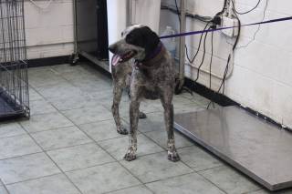 JAKEL, a Australian Cattle Dog