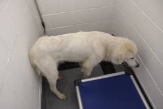 HARRIET, a Great Pyrenees