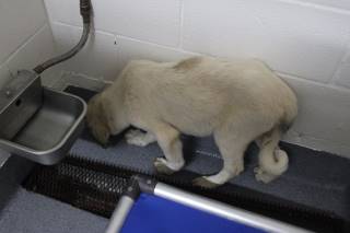 CALEB, a Great Pyrenees