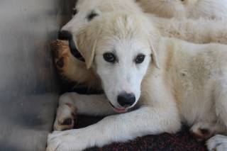 BERRY, a Great Pyrenees